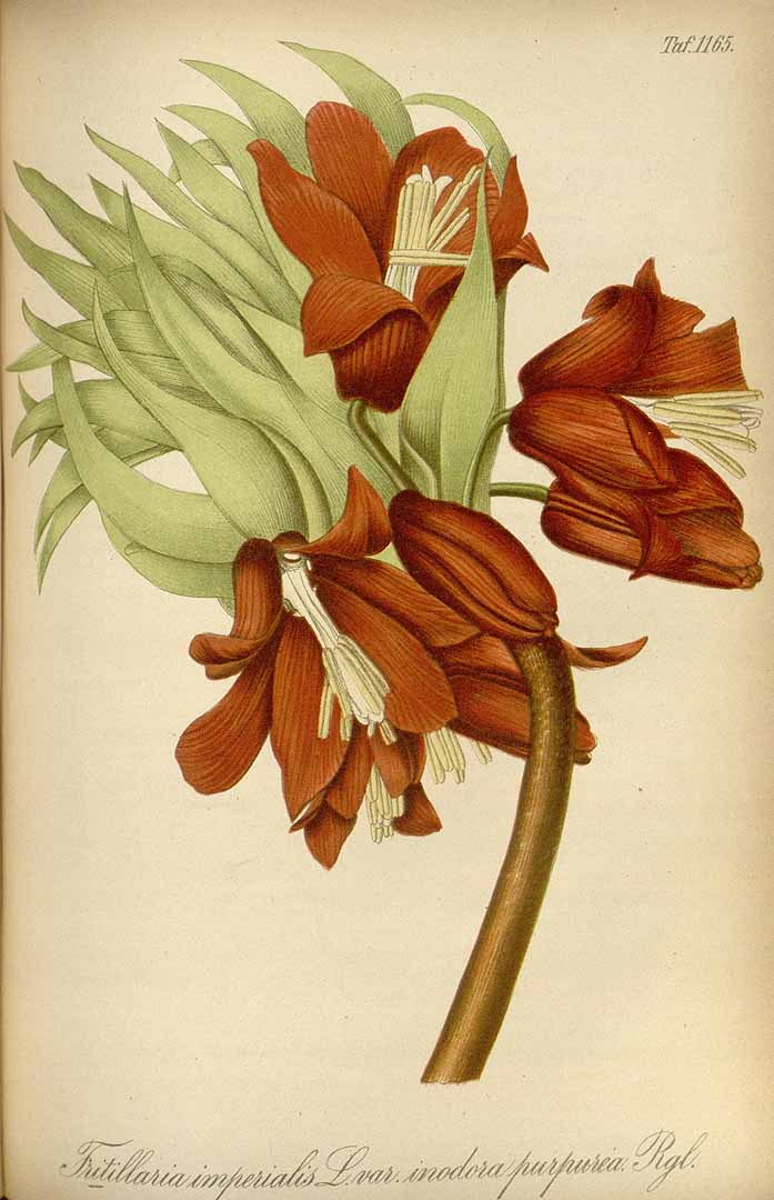 no HD illustration available (3)