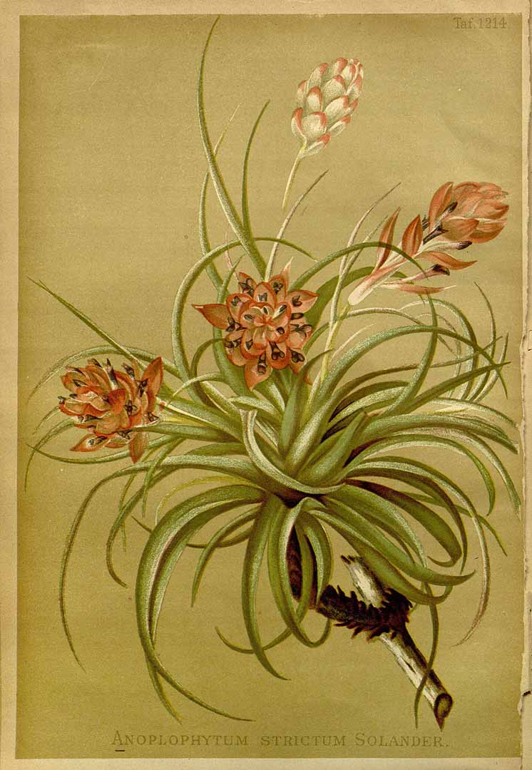 no HD illustration available (3)