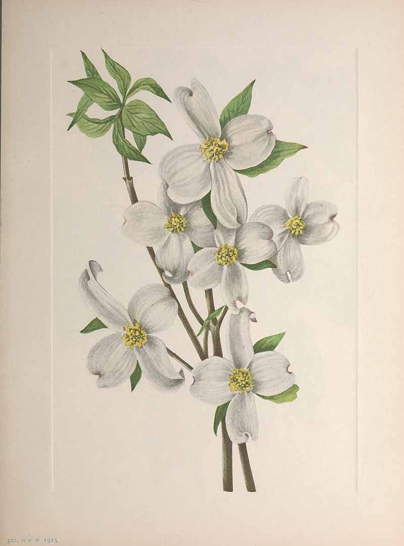 no HD illustration available (3)