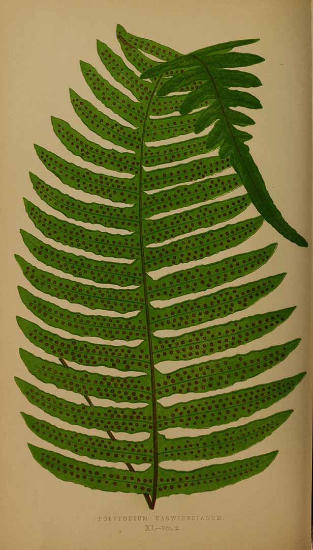 no HD illustration available (3)