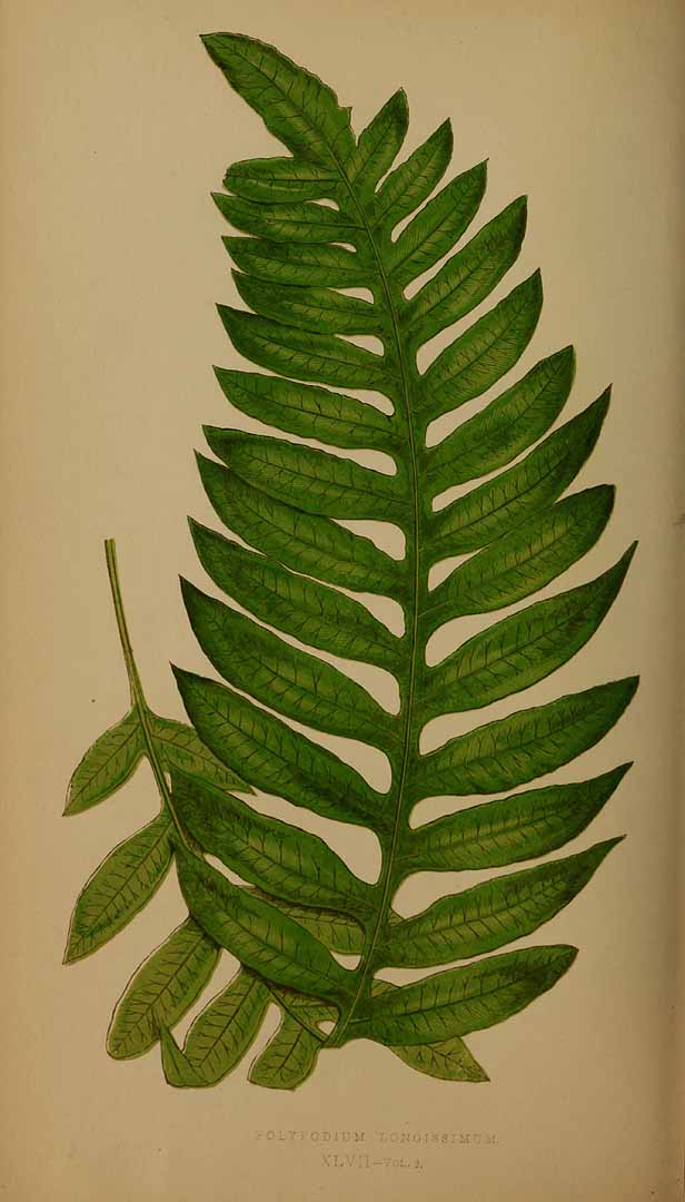 no HD illustration available (3)