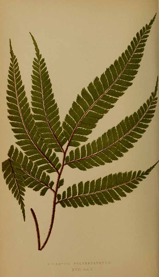 no HD illustration available (3)