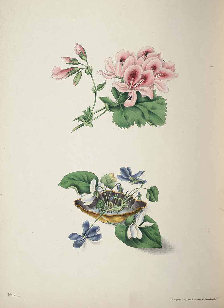 no HD illustration available (3)