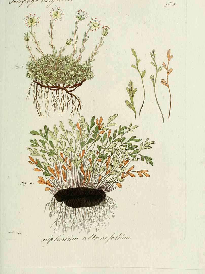 no HD illustration available (3)