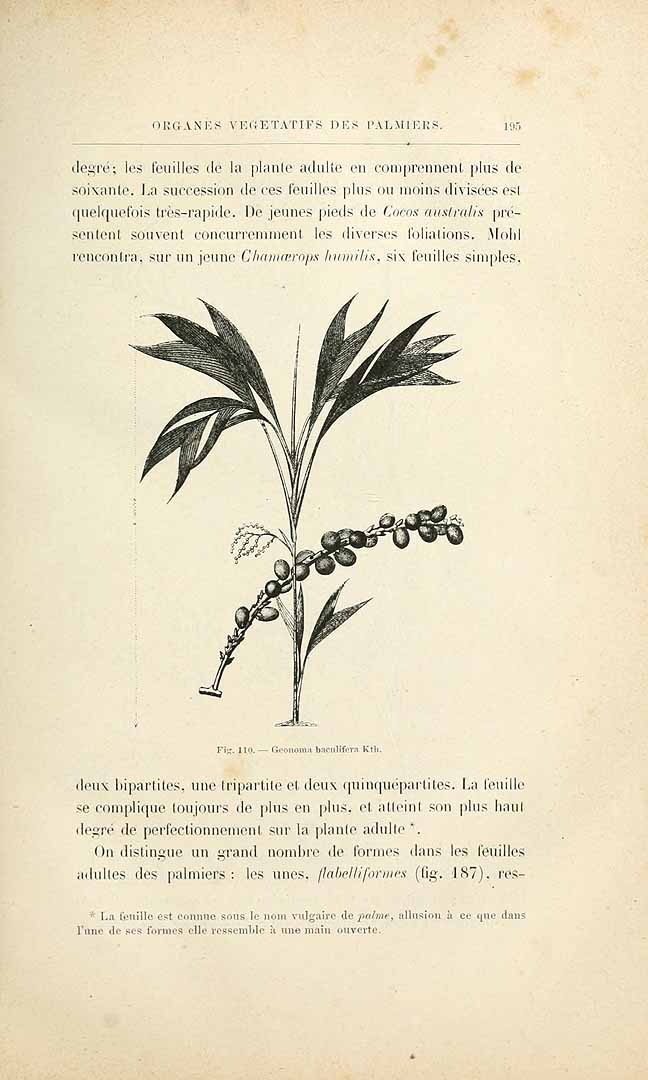 no HD illustration available (3)