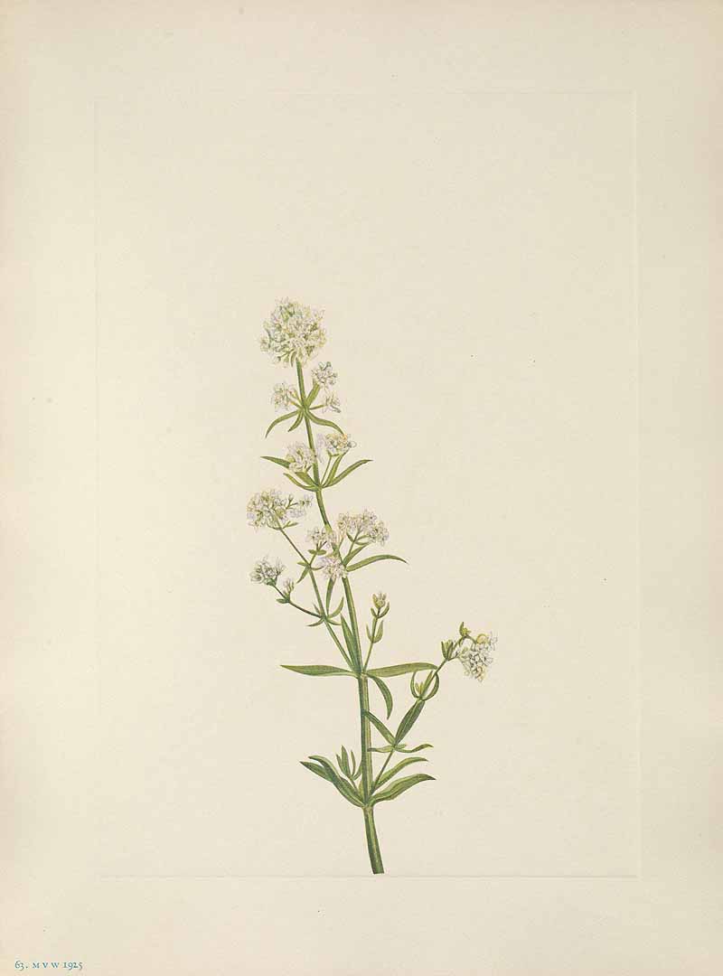 no HD illustration available (3)