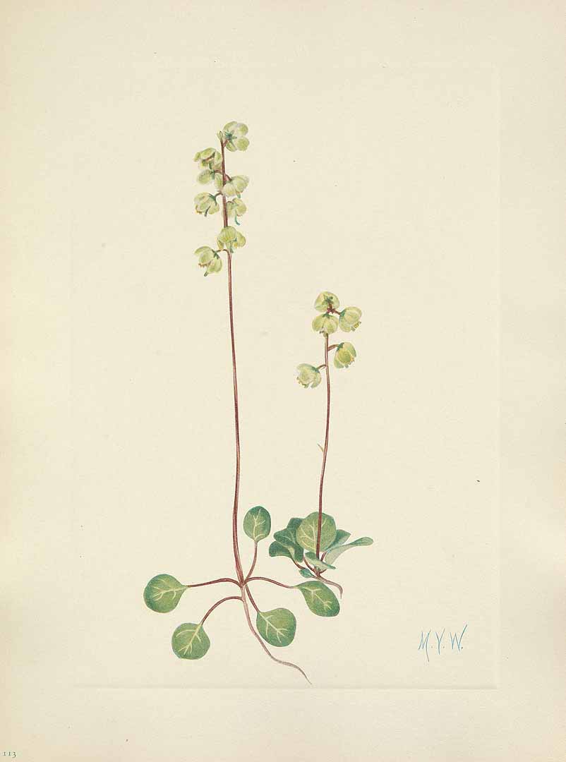 no HD illustration available (3)