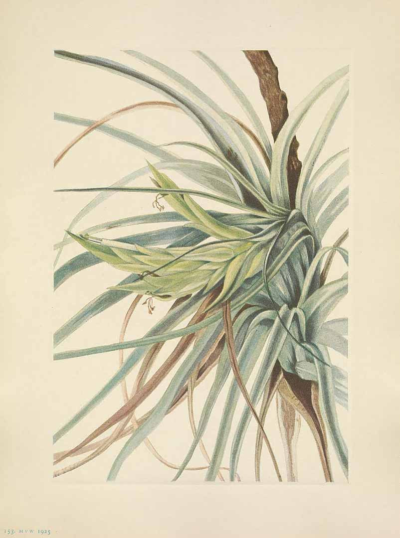 no HD illustration available (3)