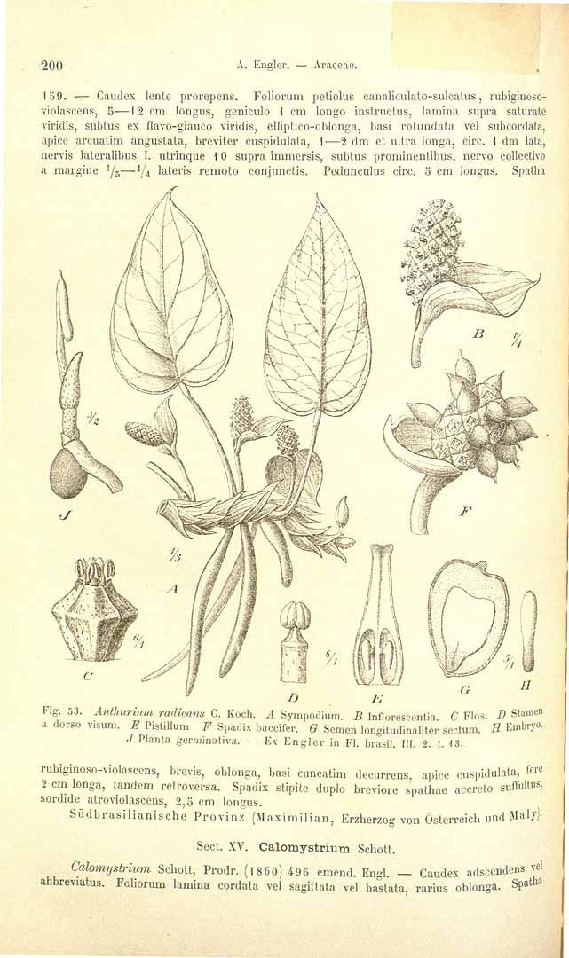 no HD illustration available (3)