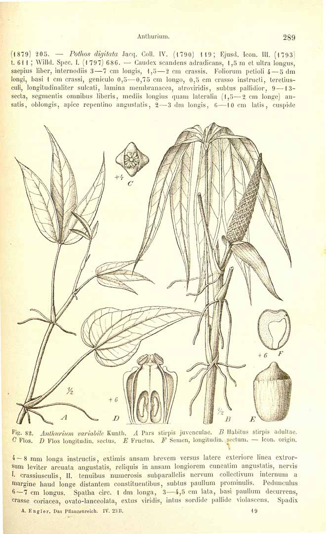 no HD illustration available (3)