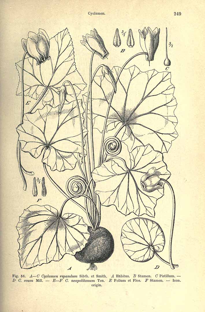 no HD illustration available (3)