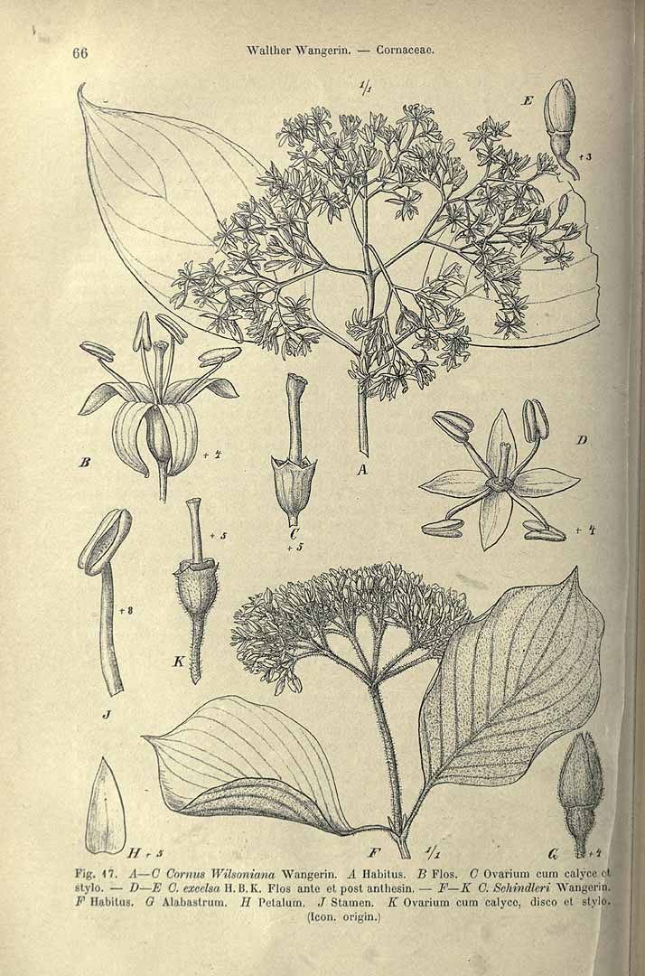 no HD illustration available (3)