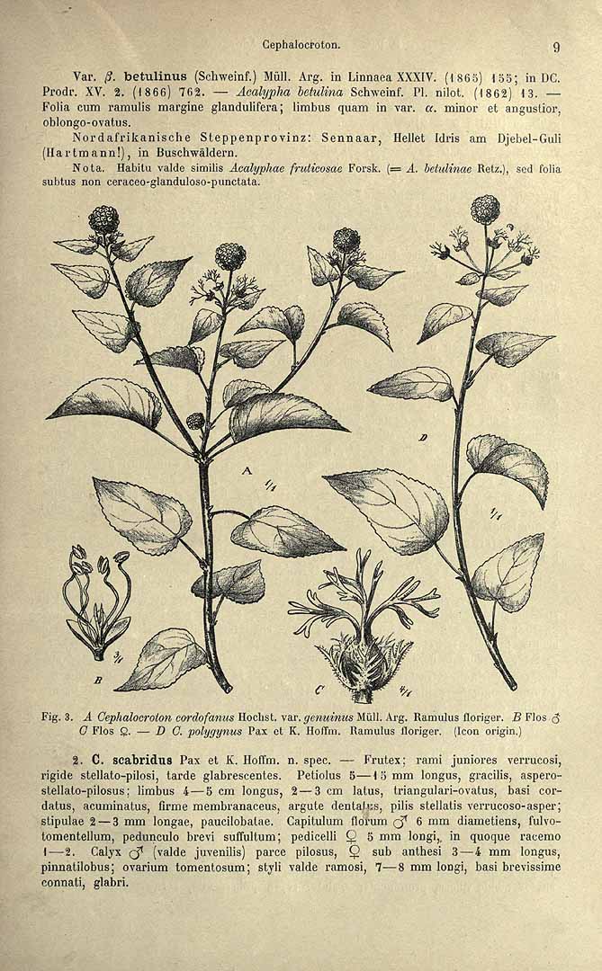 no HD illustration available (3)