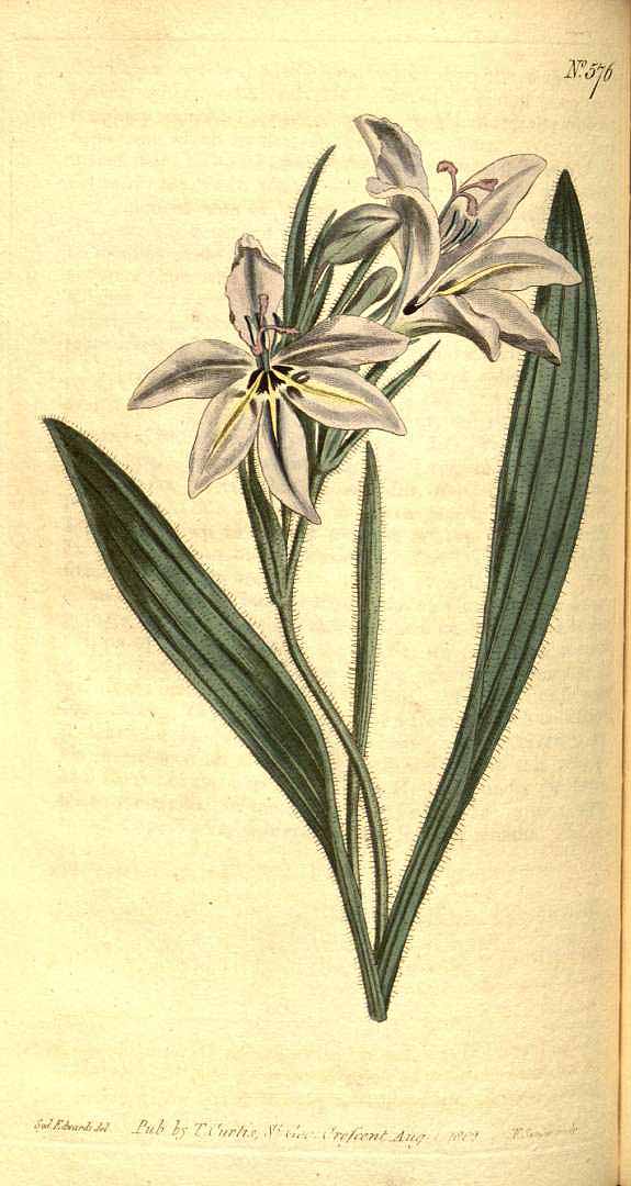 no HD illustration available (3)