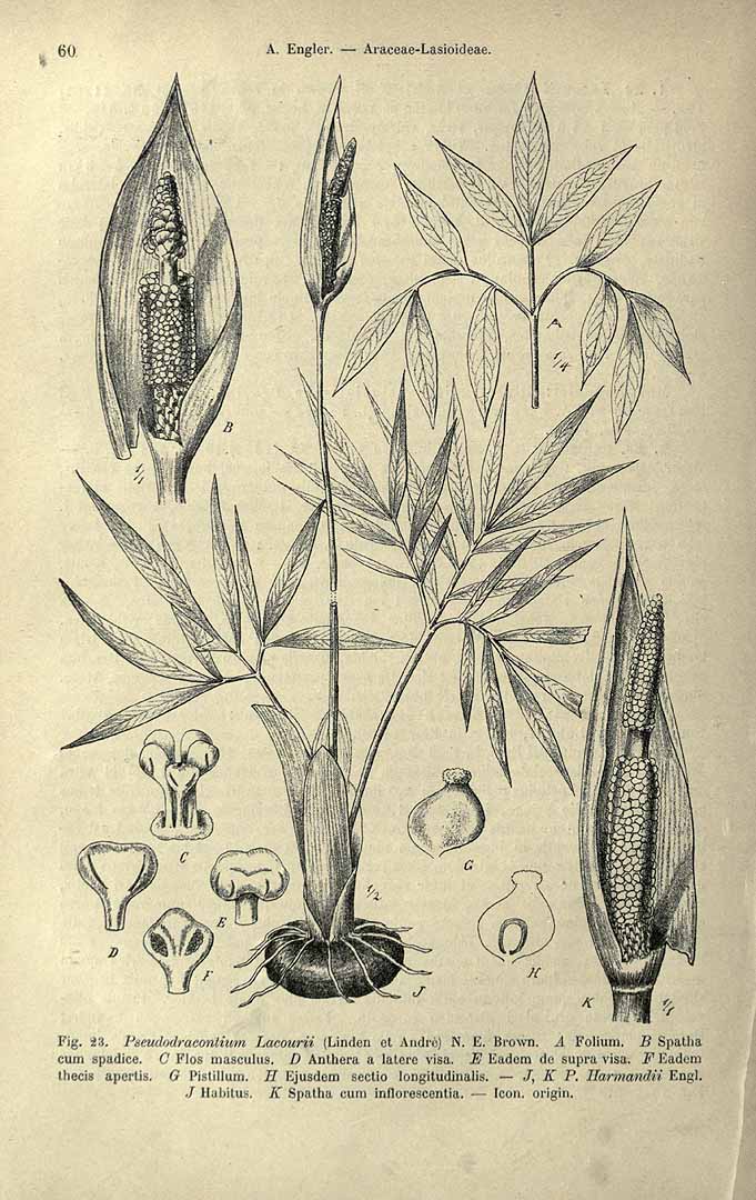 no HD illustration available (3)