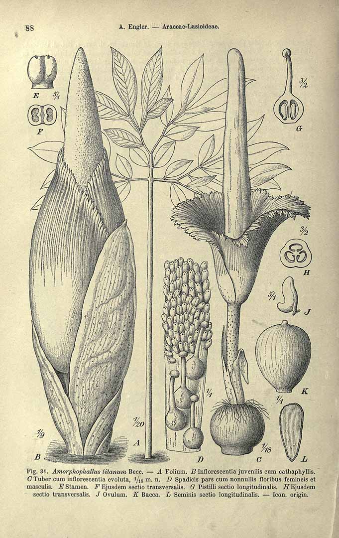 no HD illustration available (3)