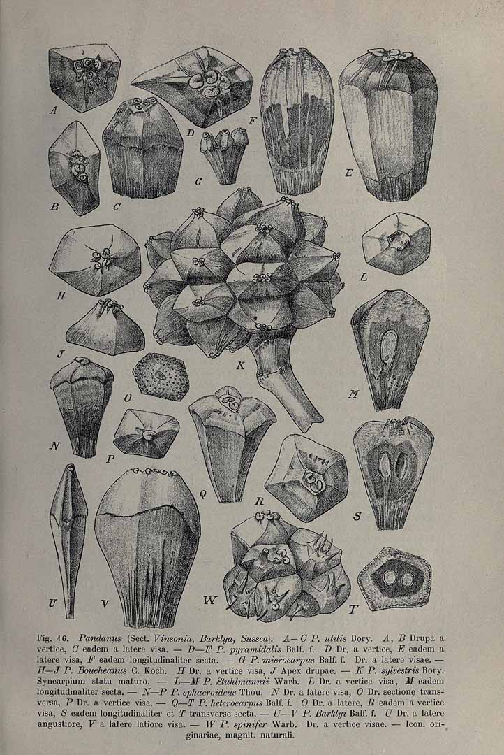 no HD illustration available (3)