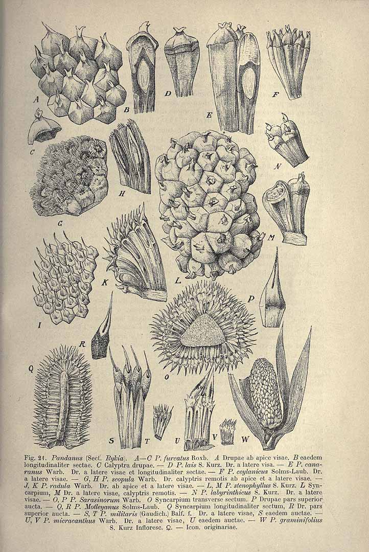 no HD illustration available (3)