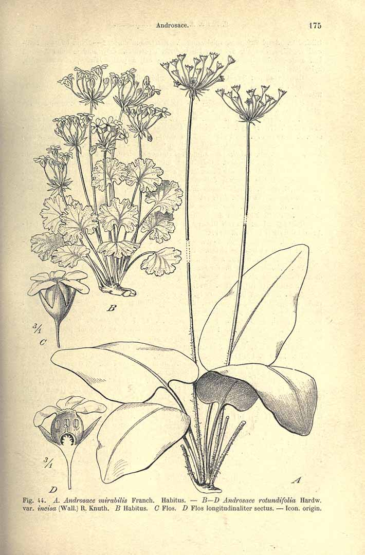 no HD illustration available (3)