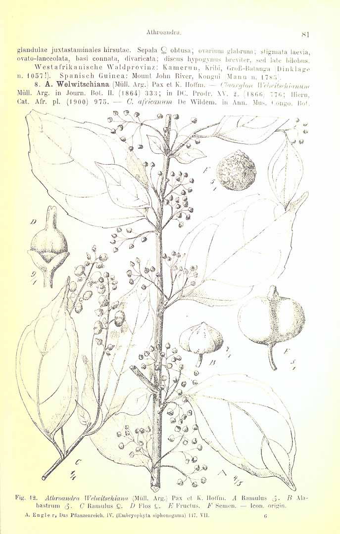 no HD illustration available (3)