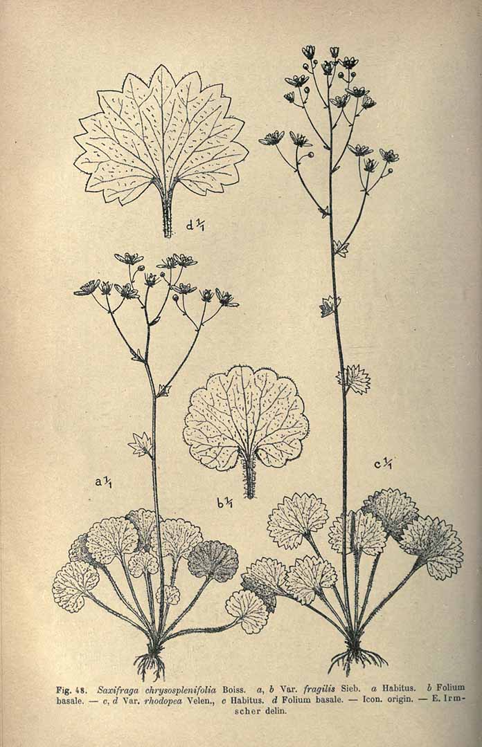 no HD illustration available (3)