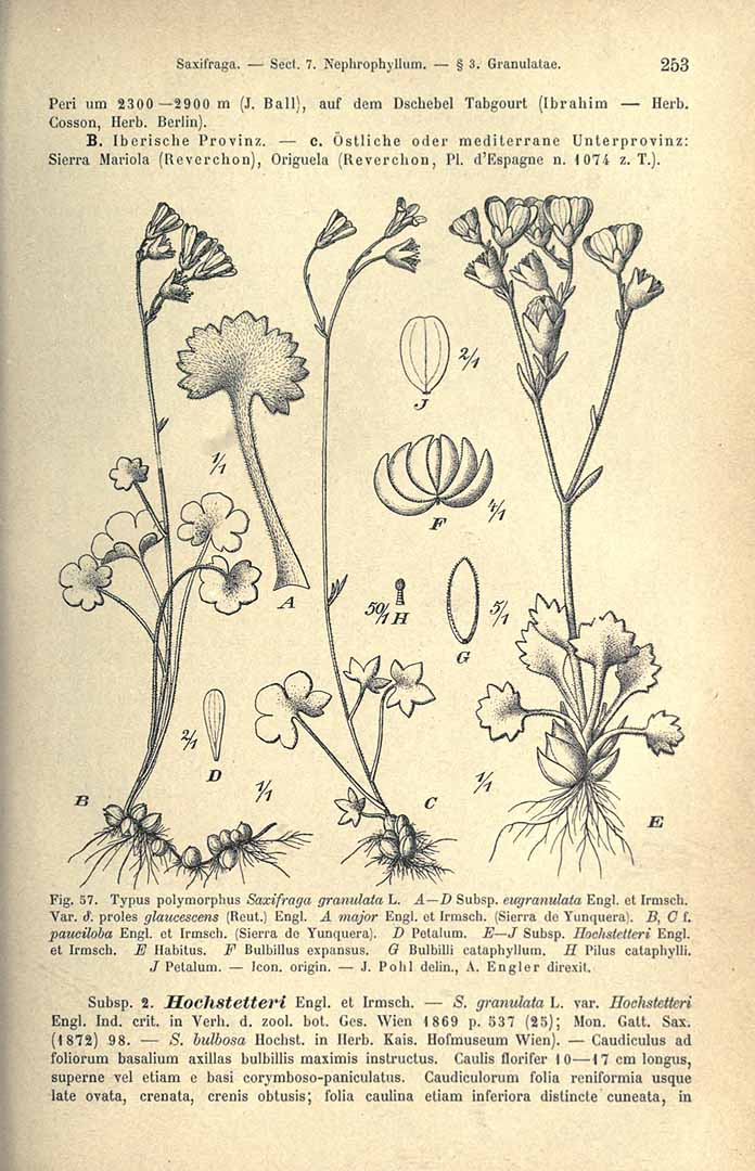 no HD illustration available (3)