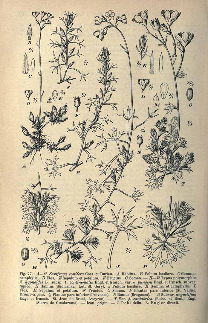 no HD illustration available (3)