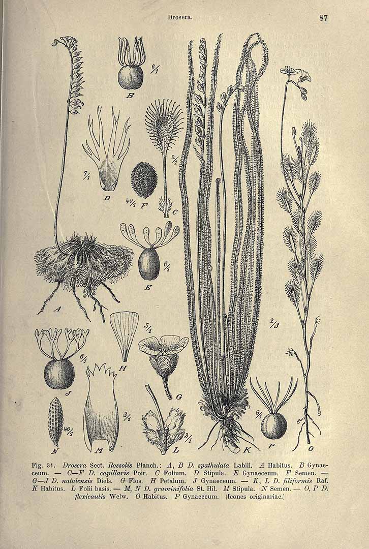 no HD illustration available (3)