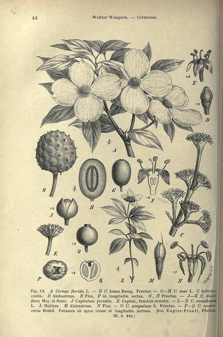 no HD illustration available (3)