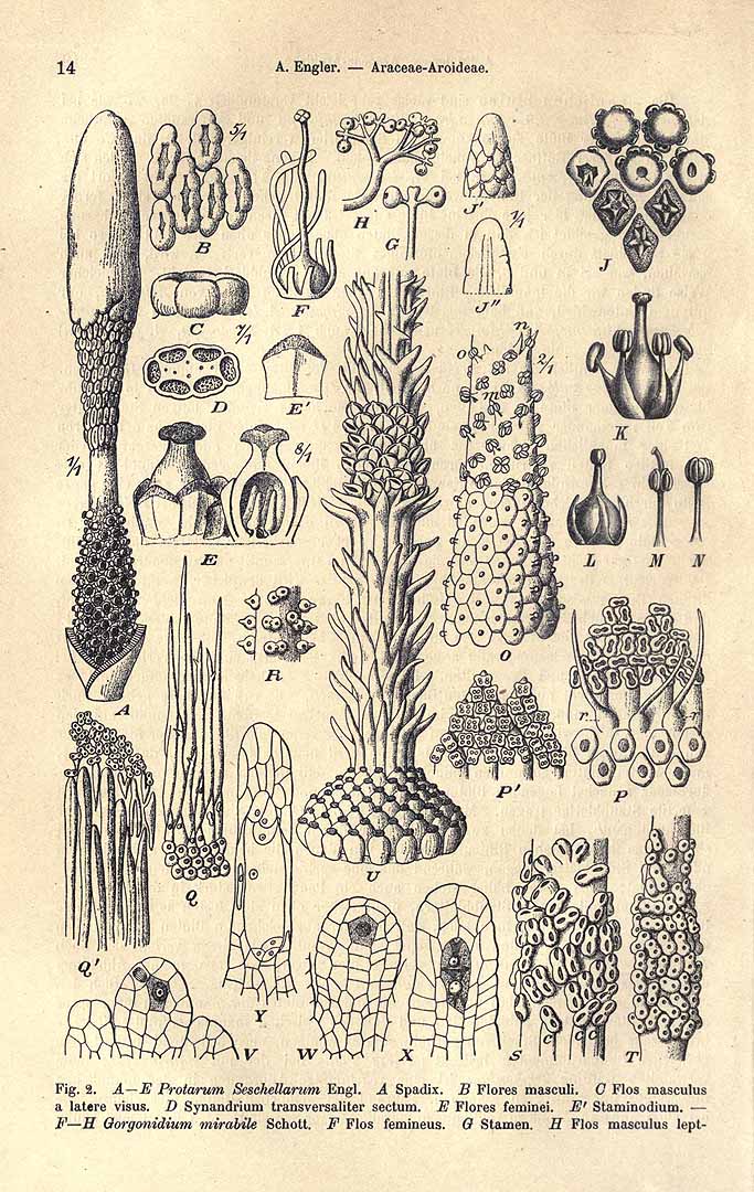 no HD illustration available (3)