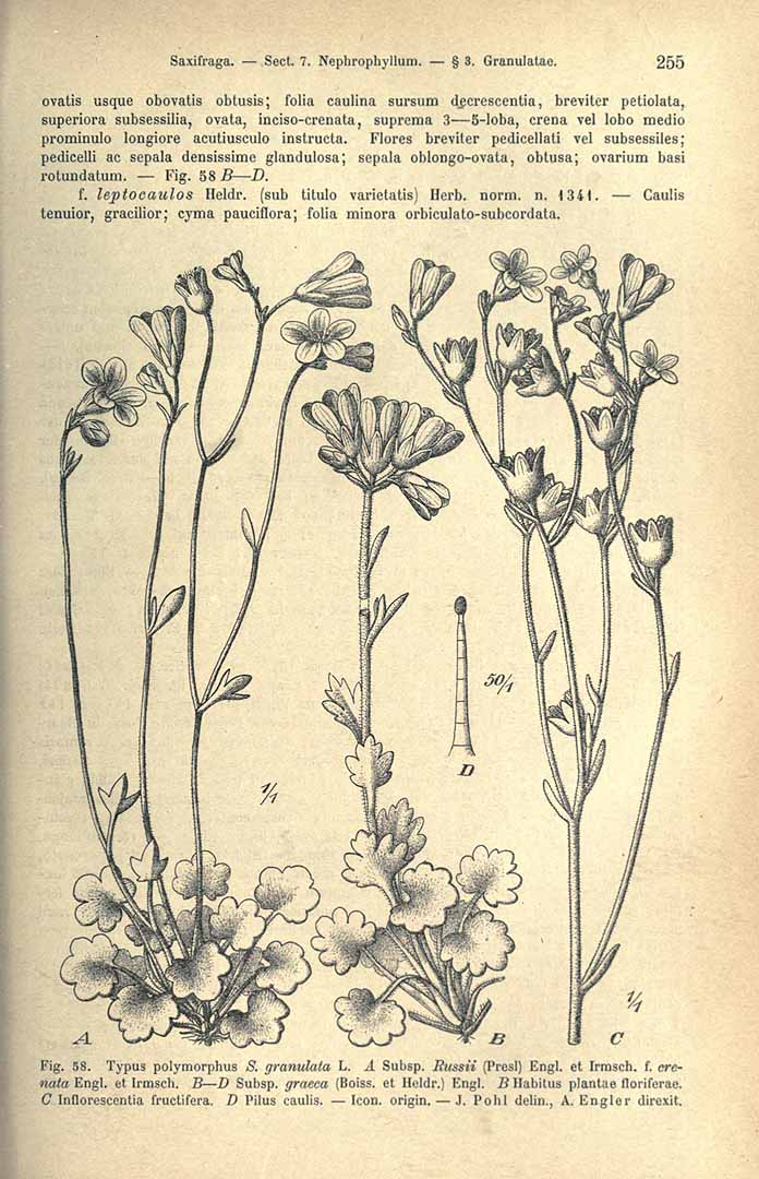 no HD illustration available (3)