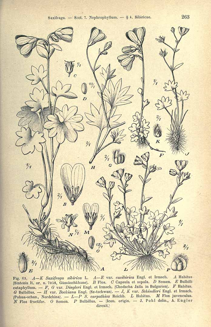 no HD illustration available (3)