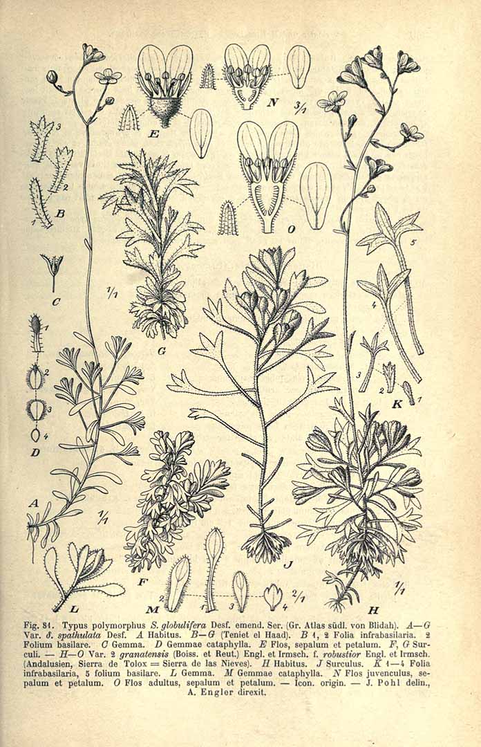 no HD illustration available (3)