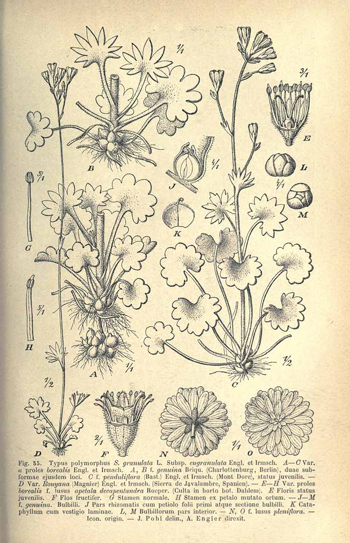 no HD illustration available (3)