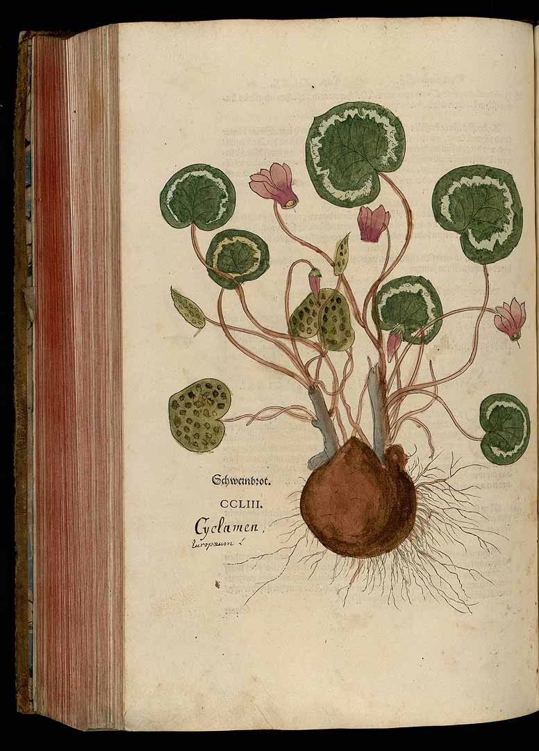 no HD illustration available (3)