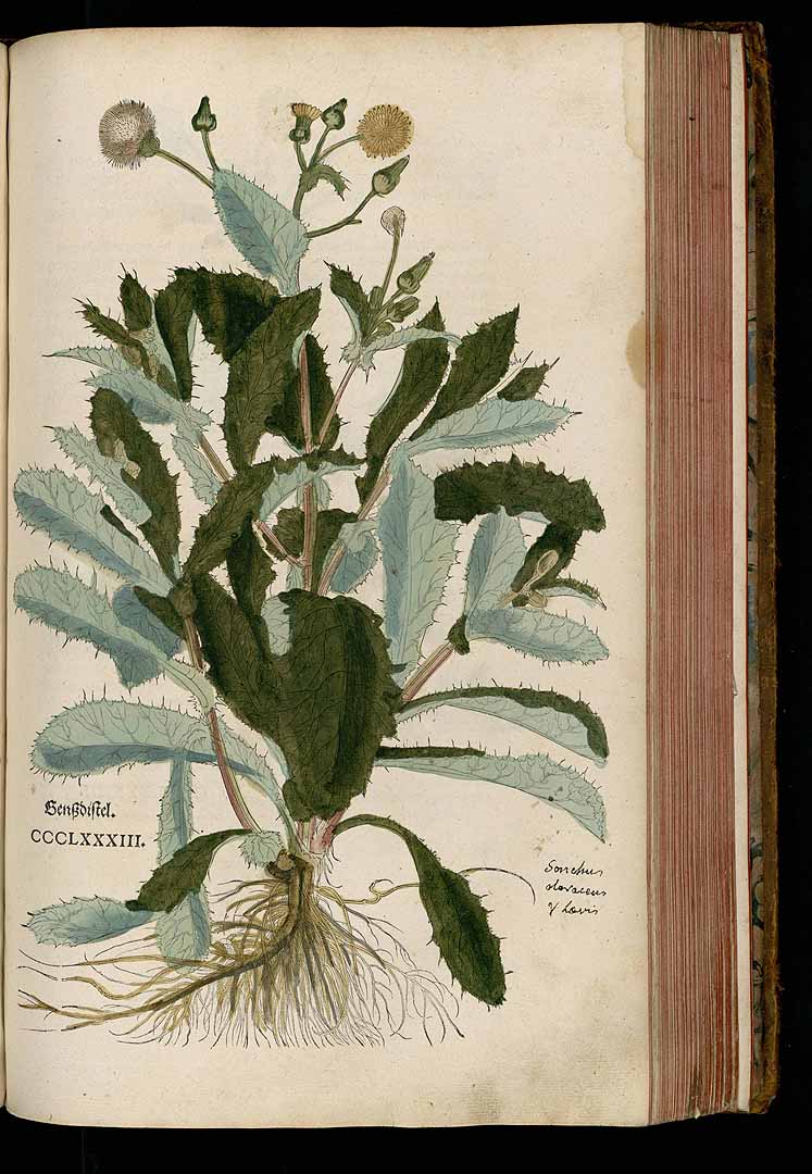 no HD illustration available (3)