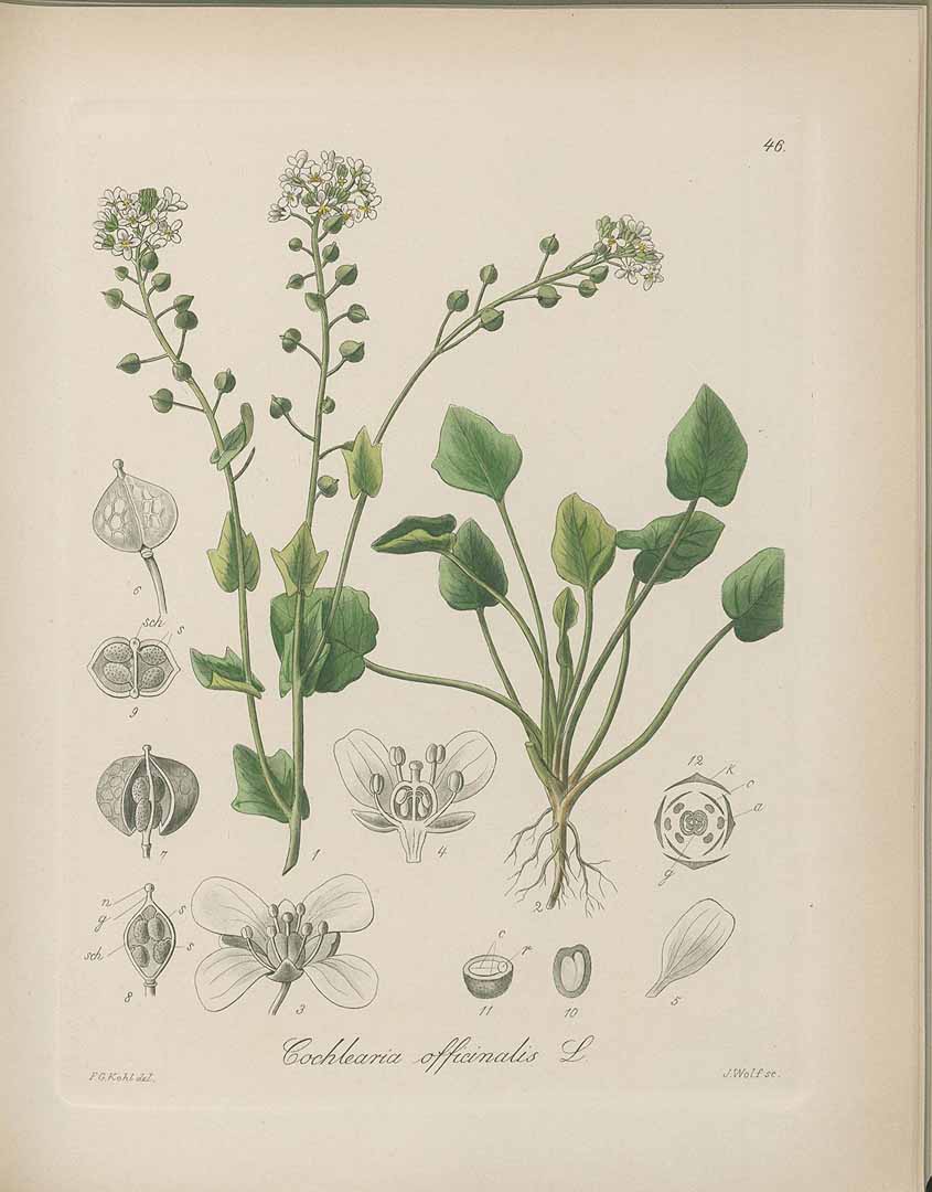 no HD illustration available (3)