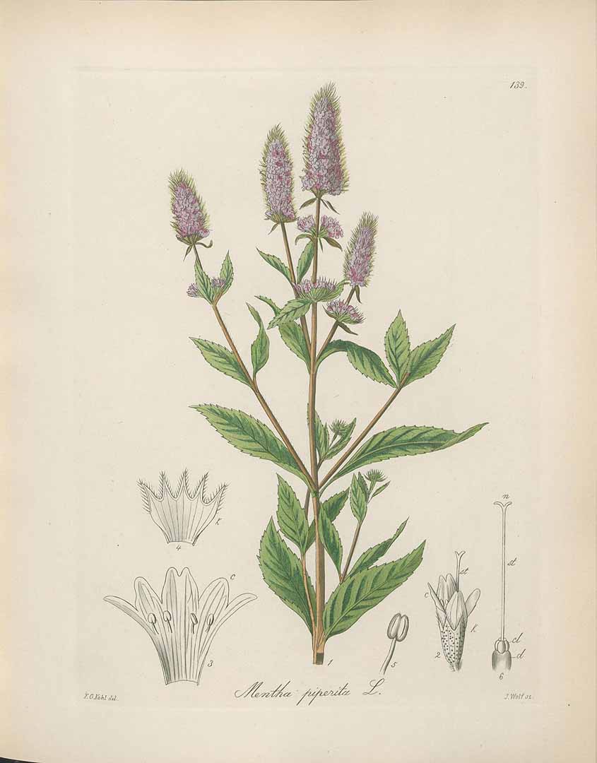 no HD illustration available (3)