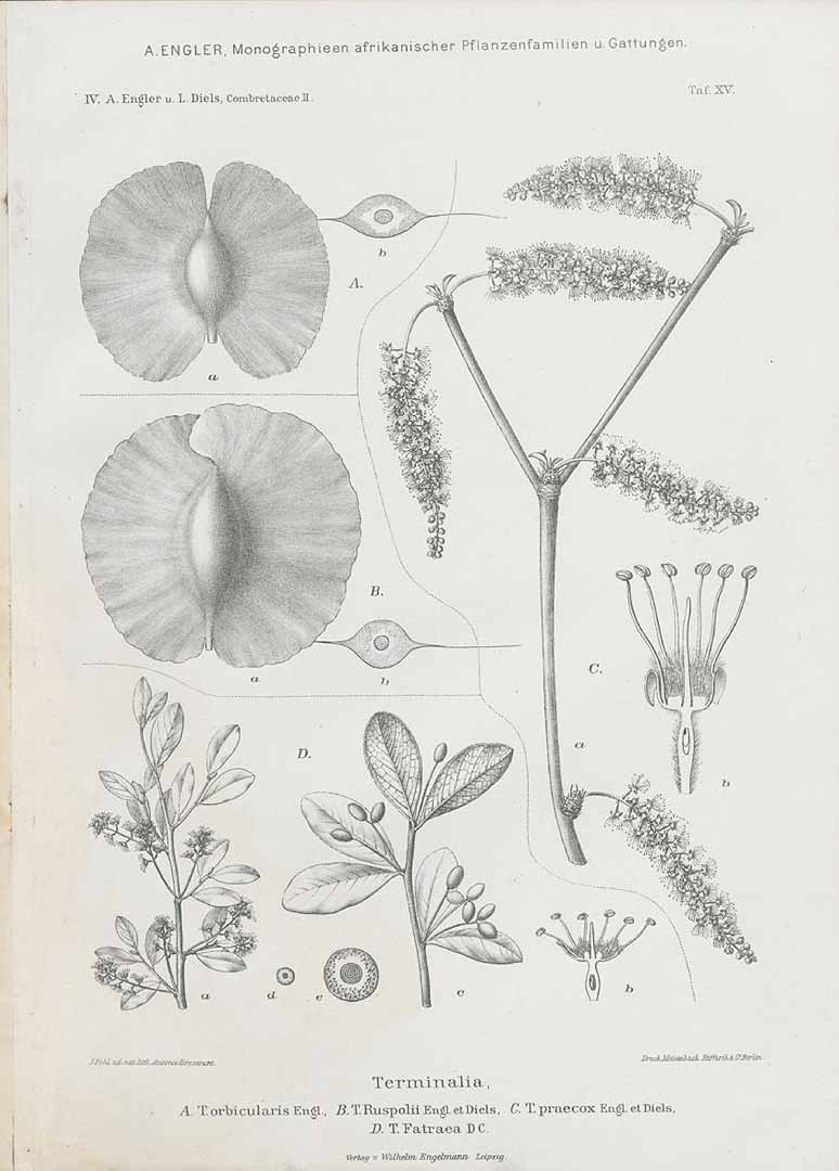 no HD illustration available (3)