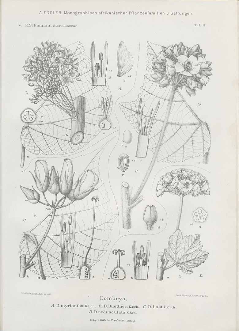 no HD illustration available (3)