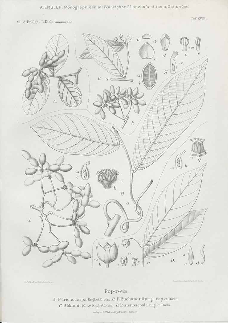 no HD illustration available (3)