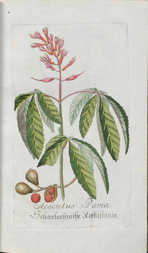 no HD illustration available (3)