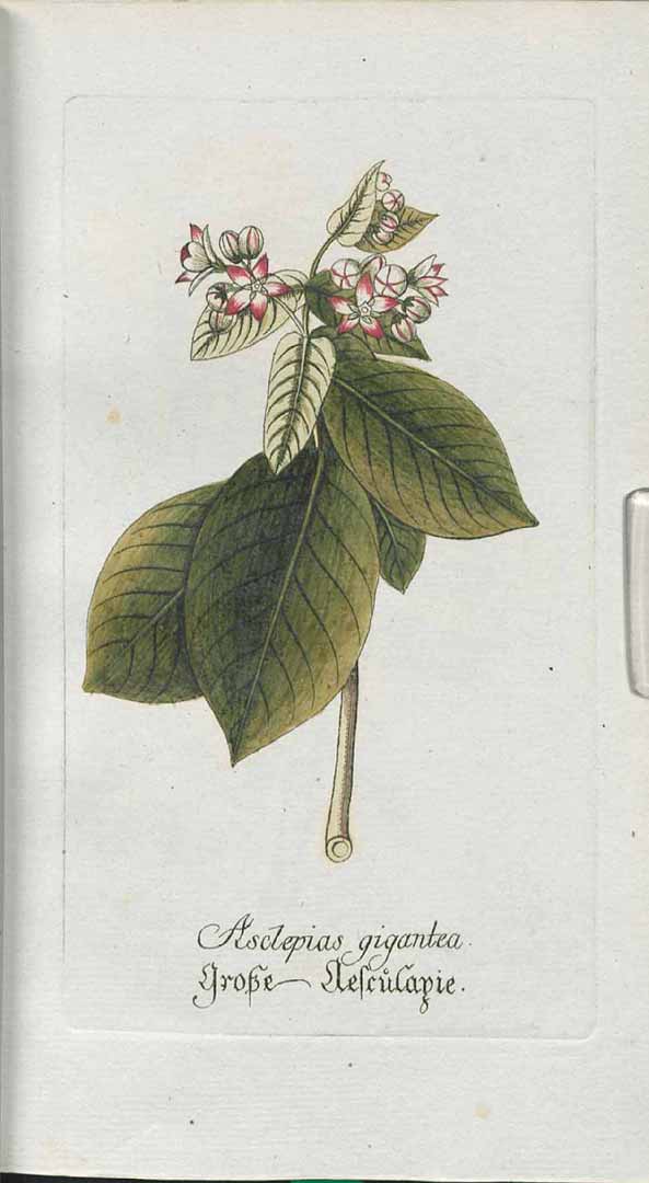 no HD illustration available (3)