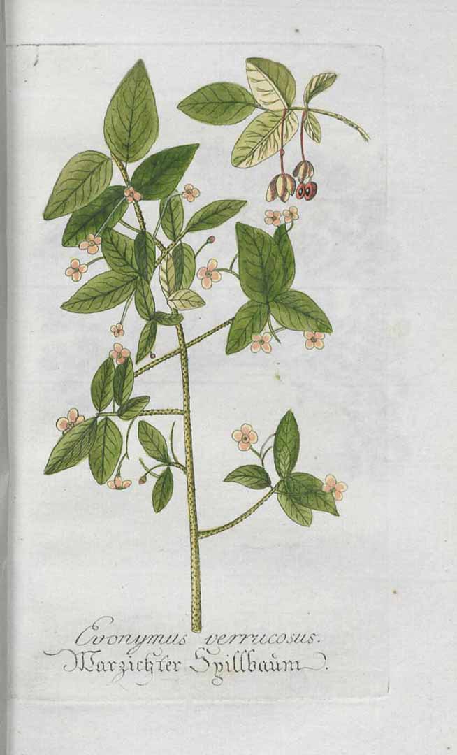 no HD illustration available (3)