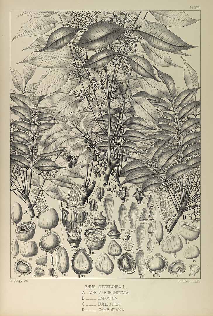 no HD illustration available (3)