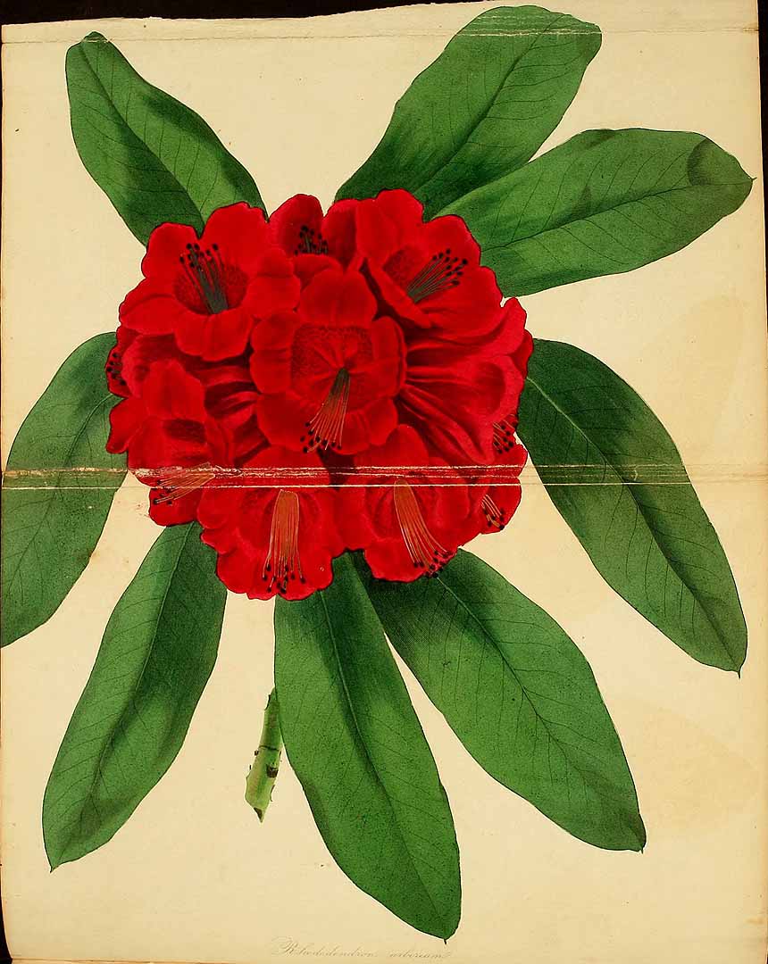 no HD illustration available (3)