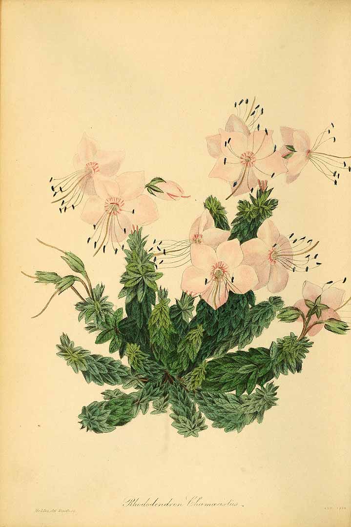 no HD illustration available (3)