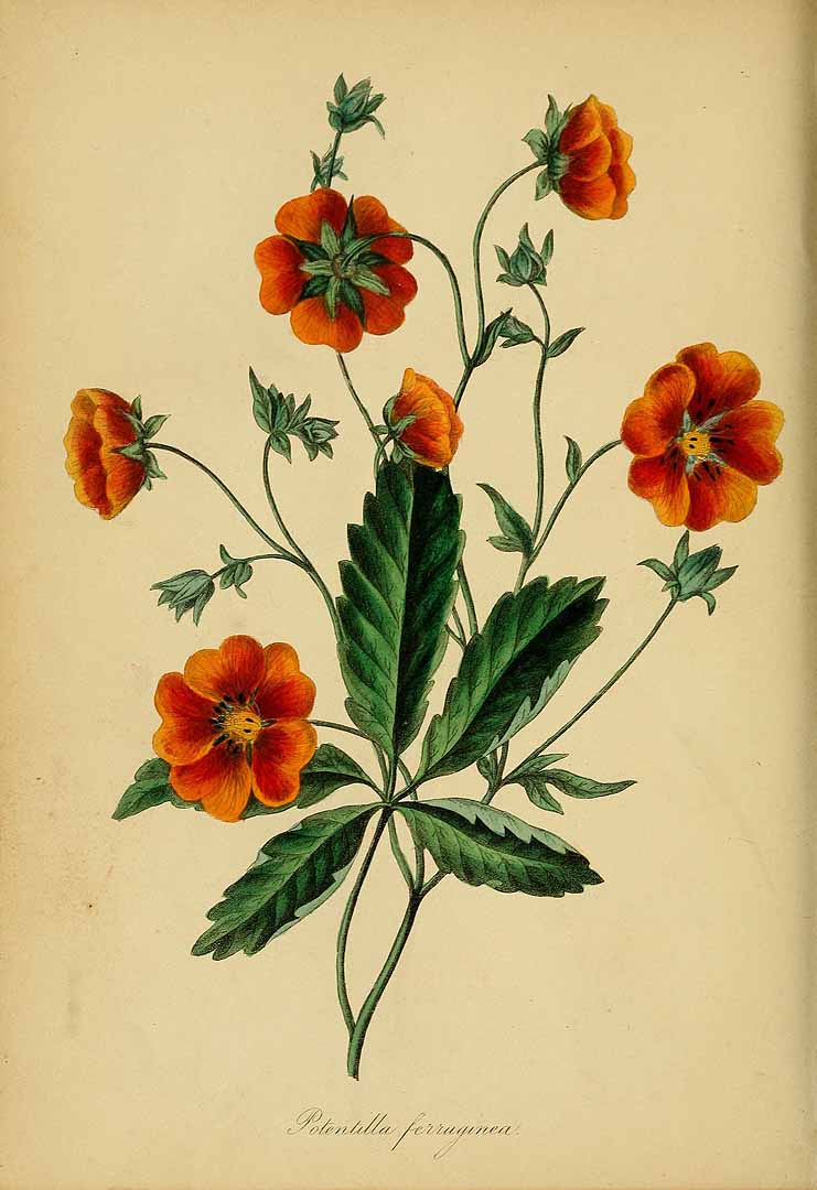 no HD illustration available (3)