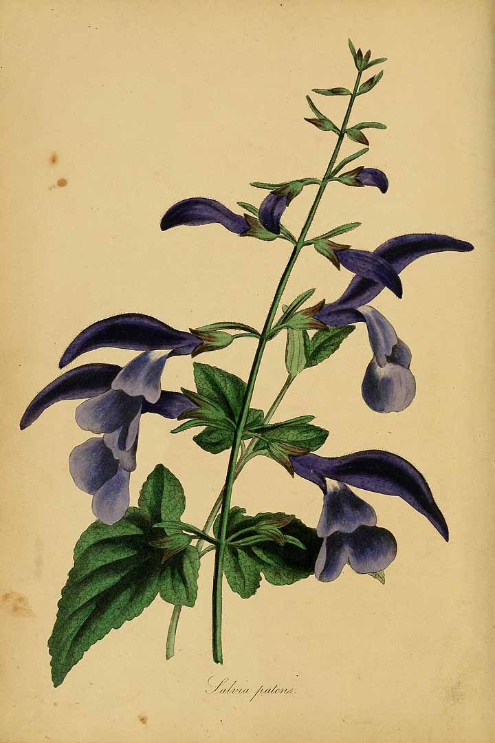 no HD illustration available (3)