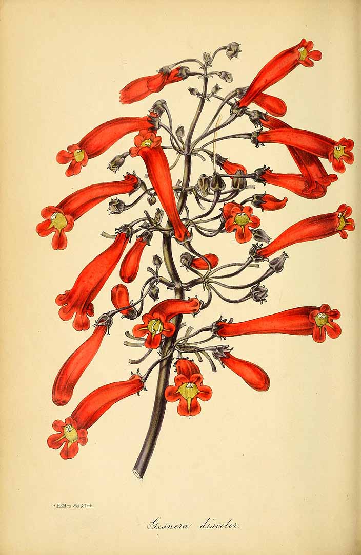 no HD illustration available (3)